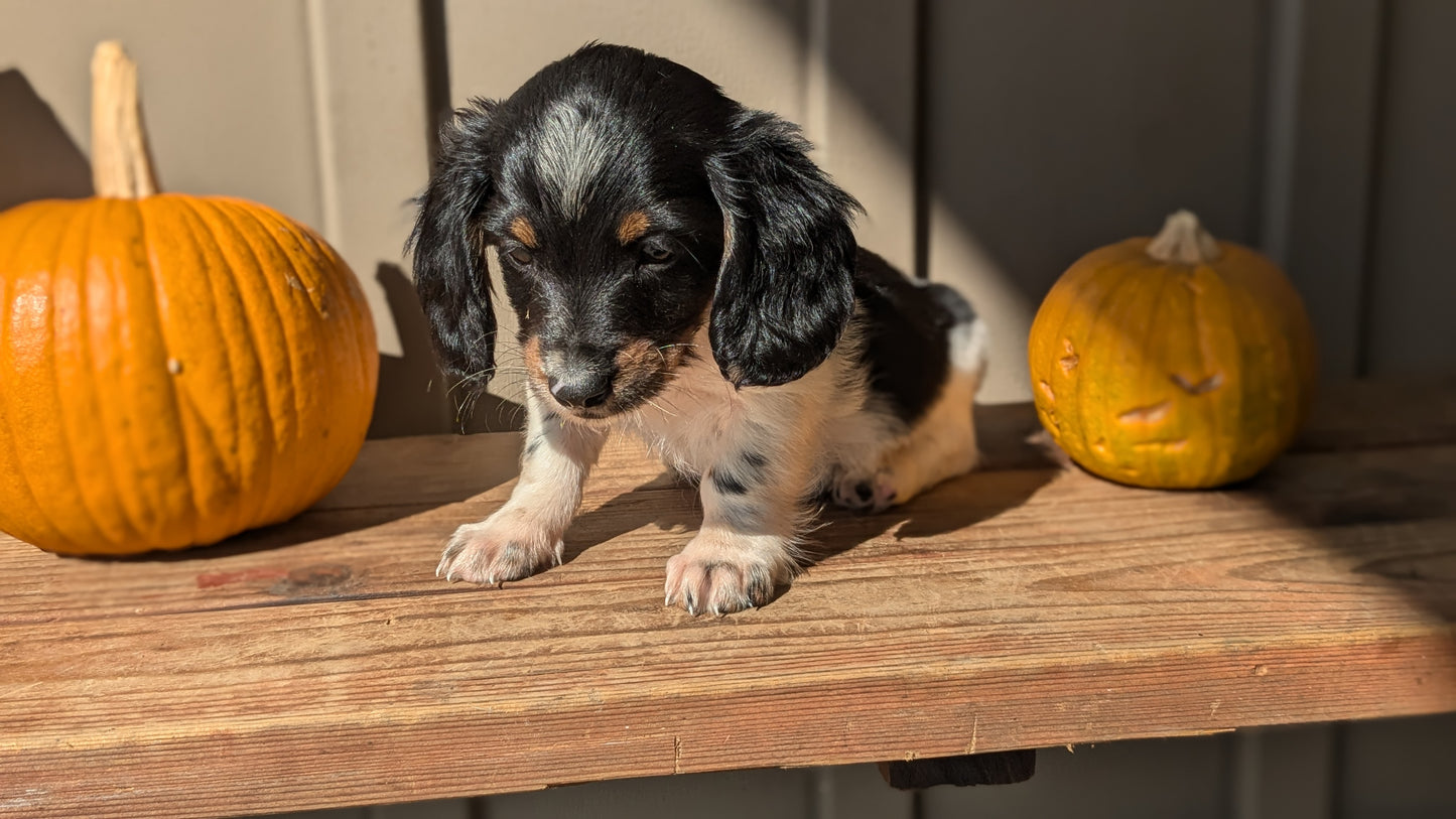 MINI DACHSHUND (07/22) MALE