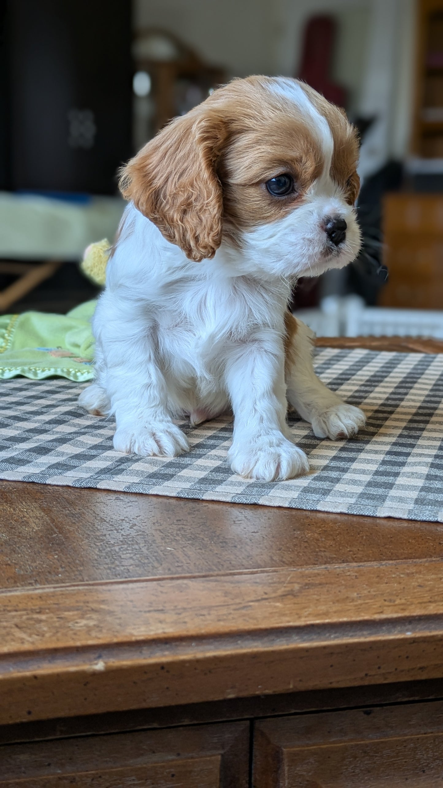 CAVALIER (12/26) MALE