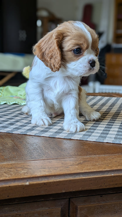 CAVALIER (12/26) MALE