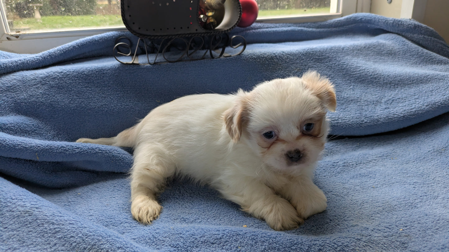 SHIH TZU (10/28) FEMALE