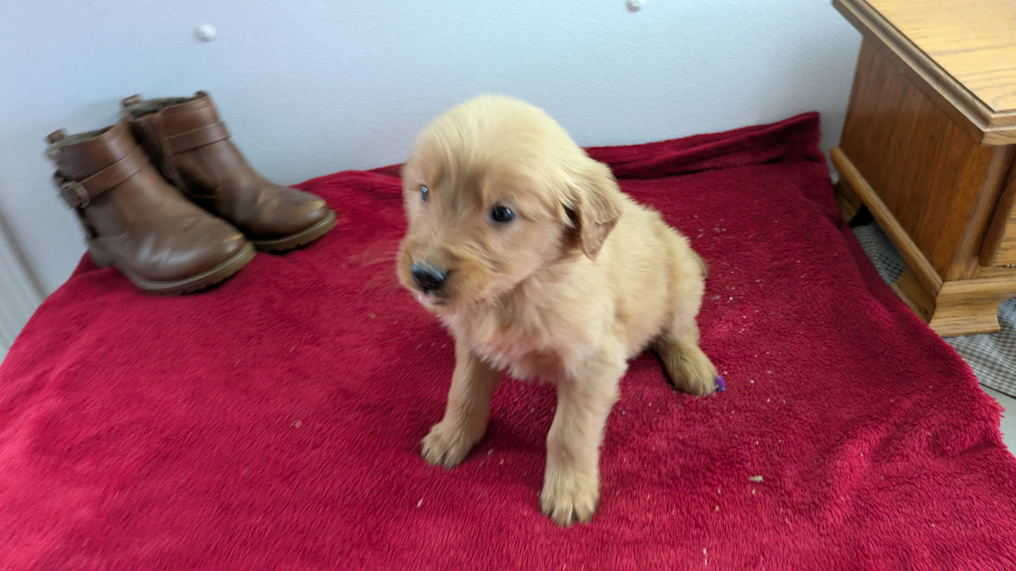 GOLDEN RETRIEVER (11/17) MALE