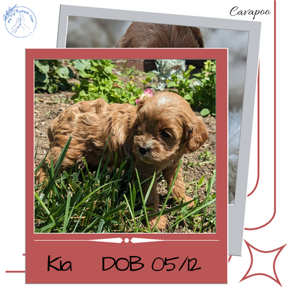 CAVAPOO (05/12) FEMALE