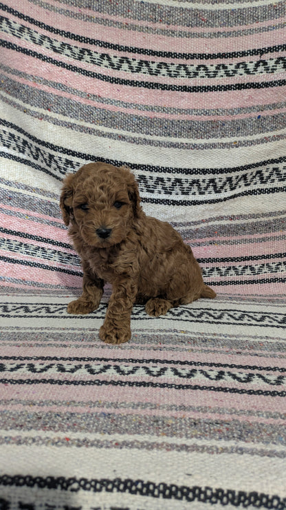 TOY POODLE (12/27) MALE