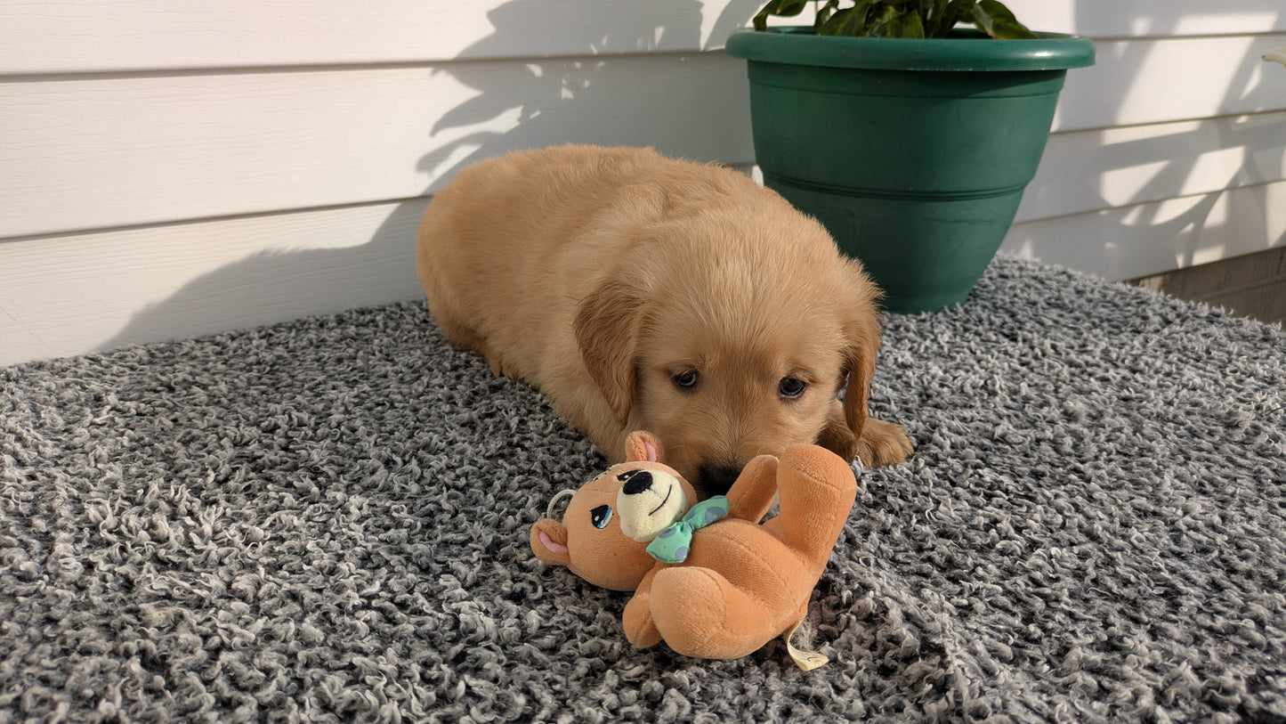 GOLDEN RETRIEVER (12/25) MALE