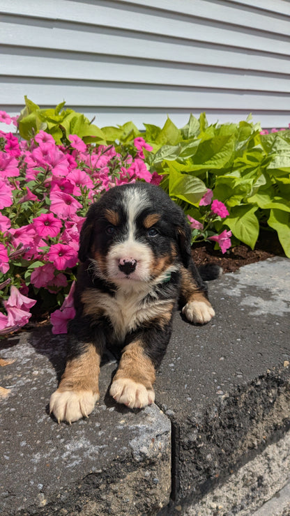 BERNESE MOUNTAIN DOG (06/03) MALE