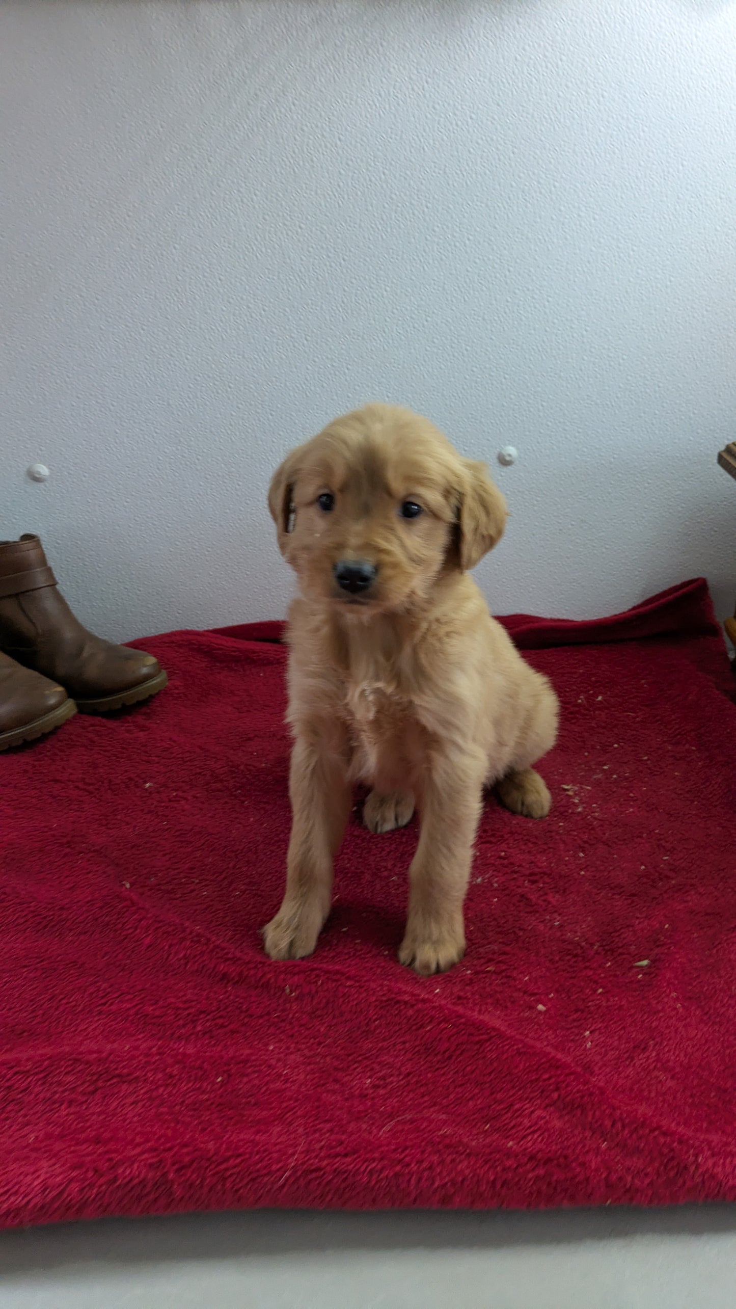 GOLDEN RETRIEVER (11/17) FEMALE