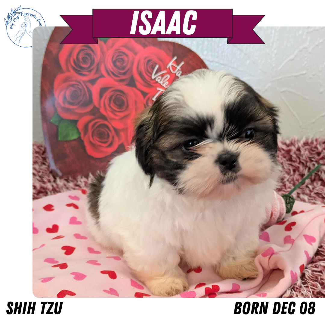 SHIH TZU (12/08) MALE