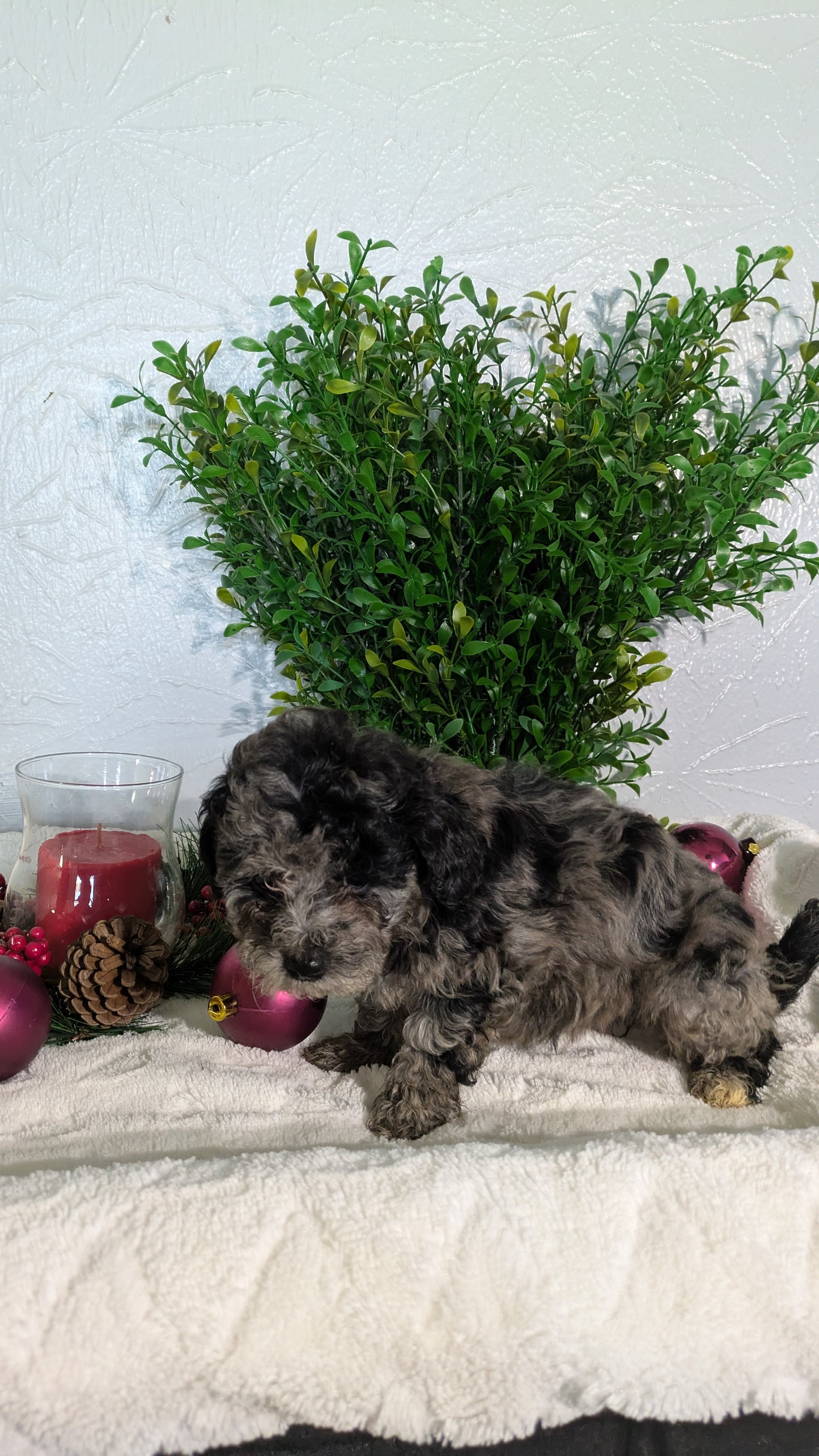 SHIHPOO (10/19) FEMALE