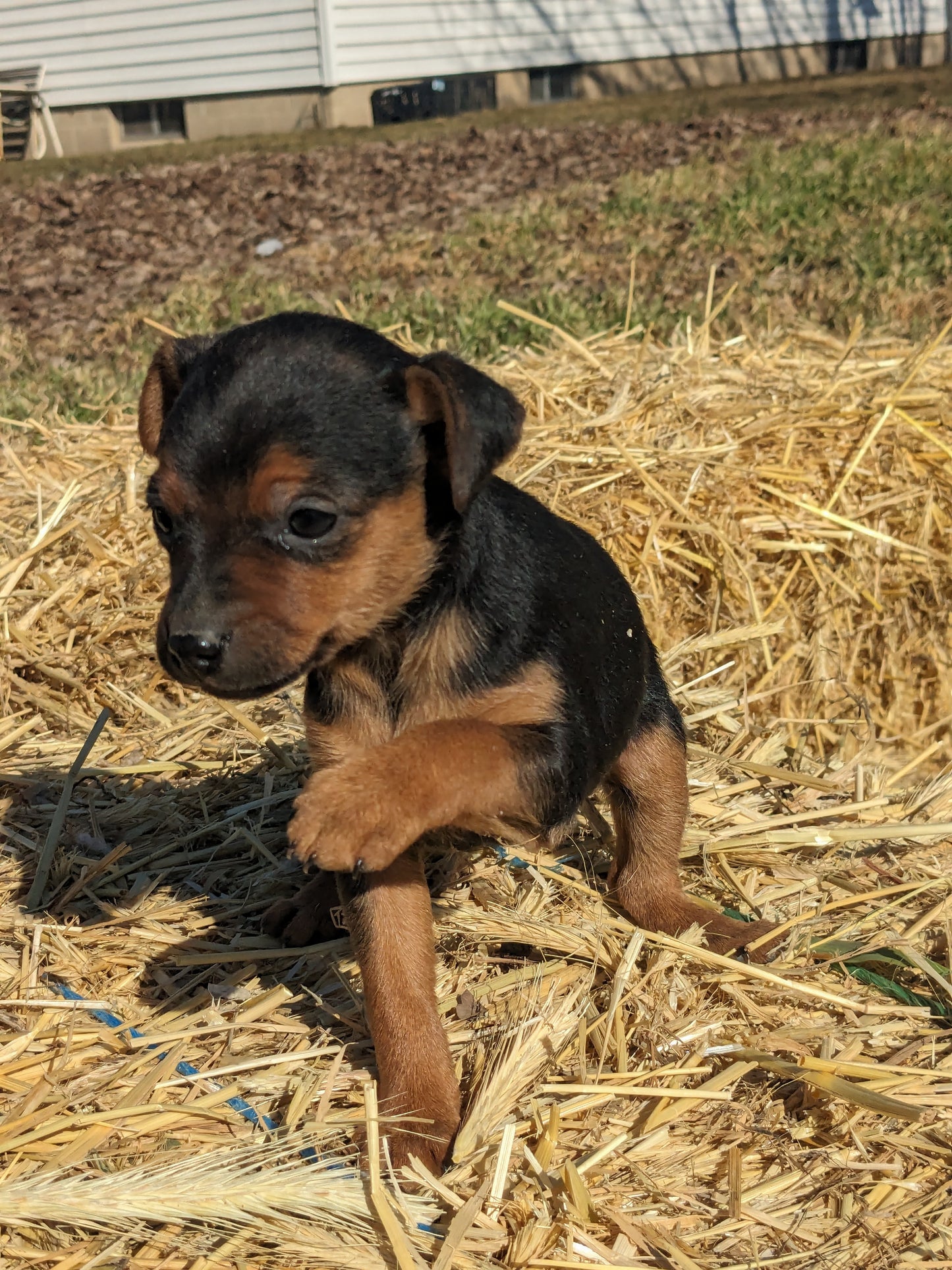 MINI PINSCHER (1/11) FEMALE