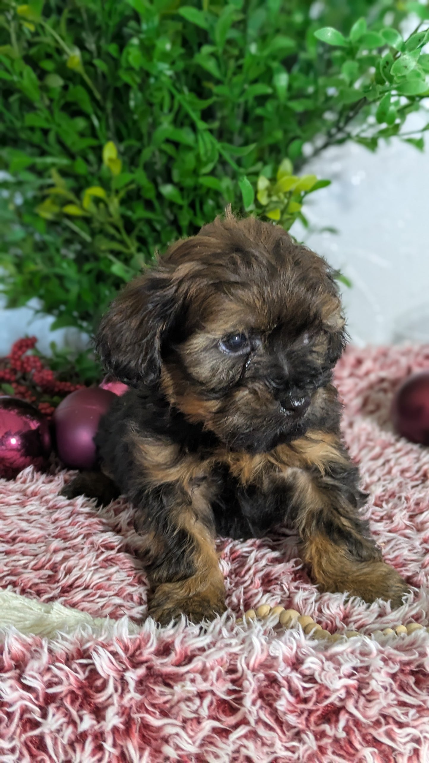 SHIHPOO (10/19) MALE