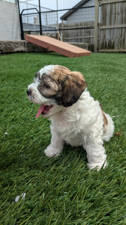 CAVAPOO (05/15) FEMALE