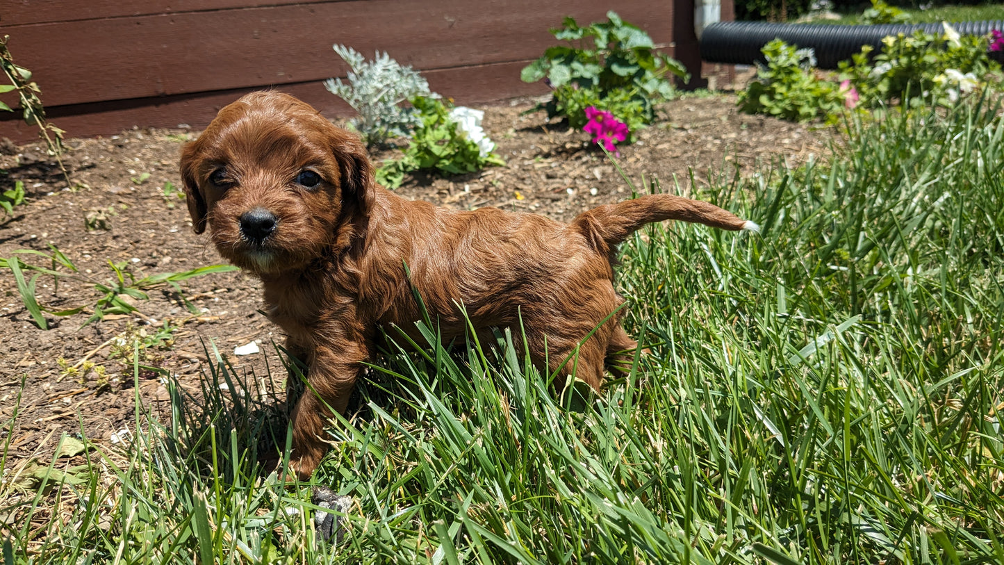 CAVAPOO (05/12) MALE