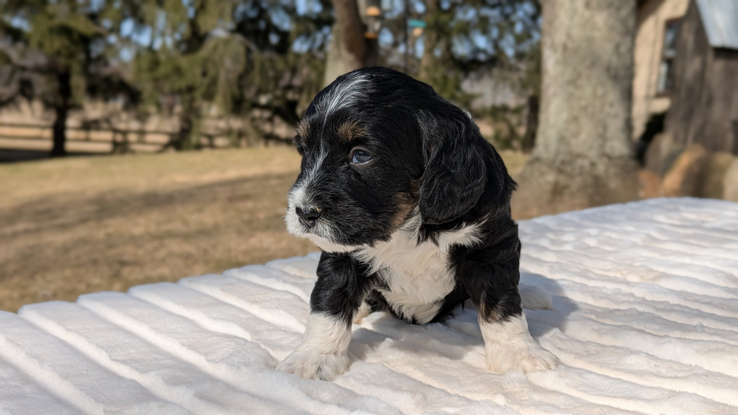 MINI BERNEDOODLE (02/03) FEMALE