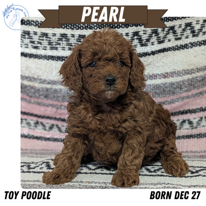 TOY POODLE (12/27) FEMALE