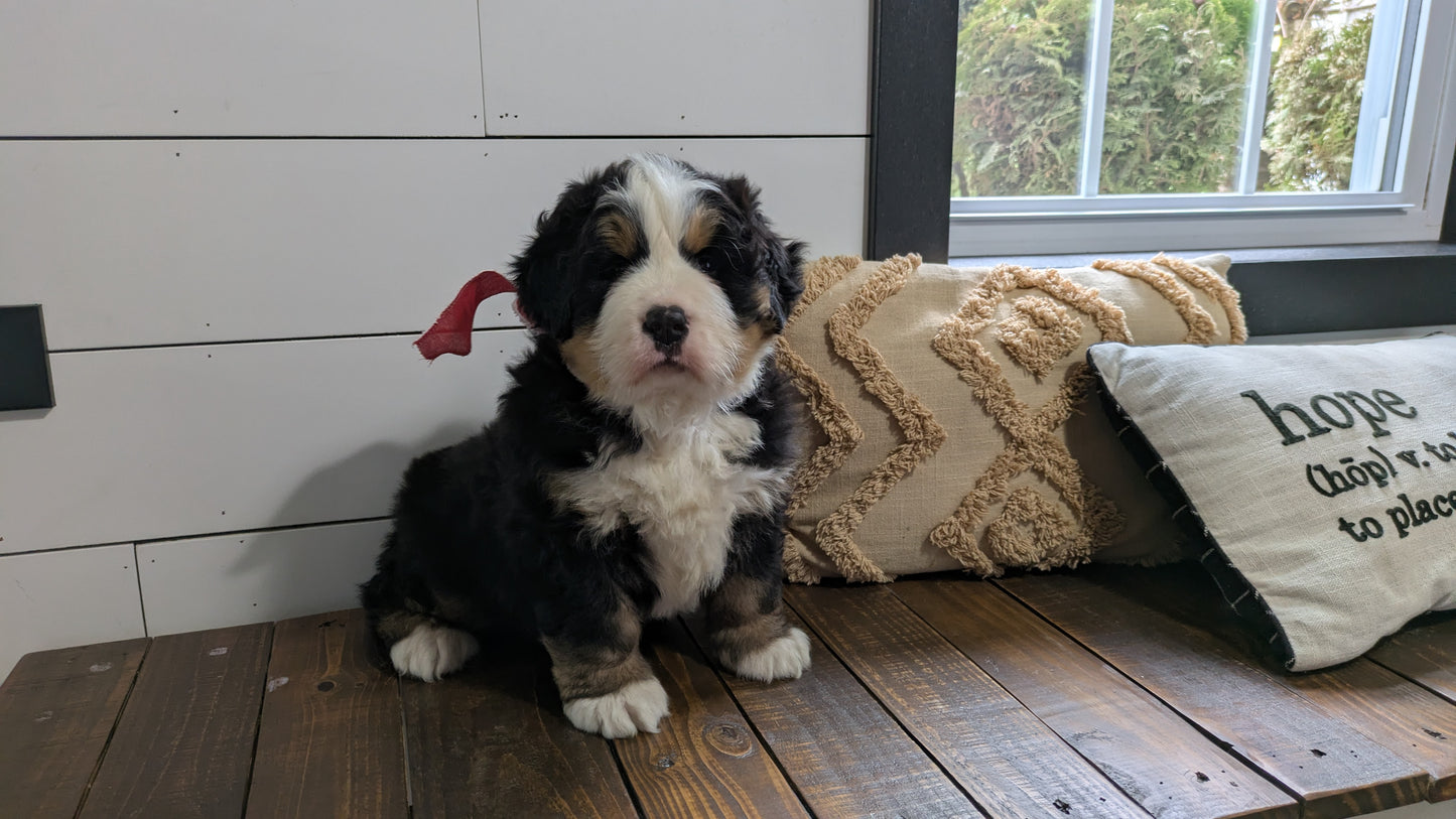 BERNESE MOUNTAIN DOG (11/17) MALE