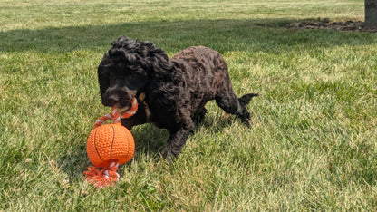 COCKAPOO (01/01) MALE