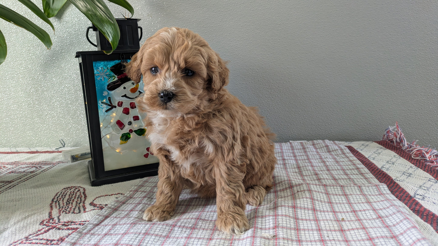 MINI GOLDENDOODLE (12/09) FEMALE