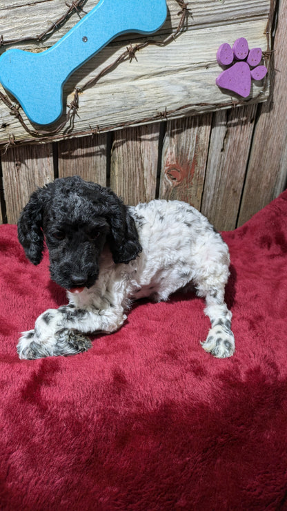 MINI POODLE (08/27) MALE