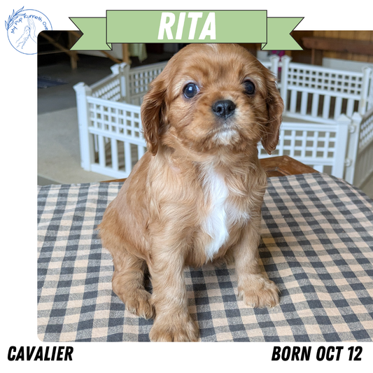 CAVALIER (12/26) FEMALE