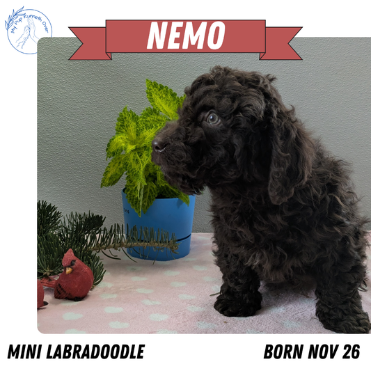 MINI LABRADOODLE (11/26) MALE