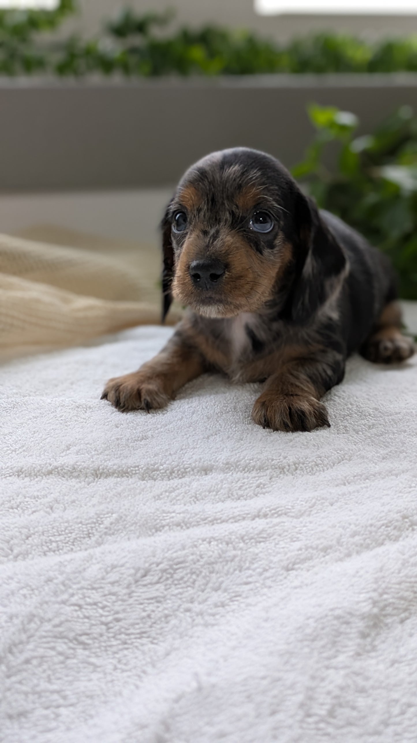 MINI DACHSHUND (01/27) MALE