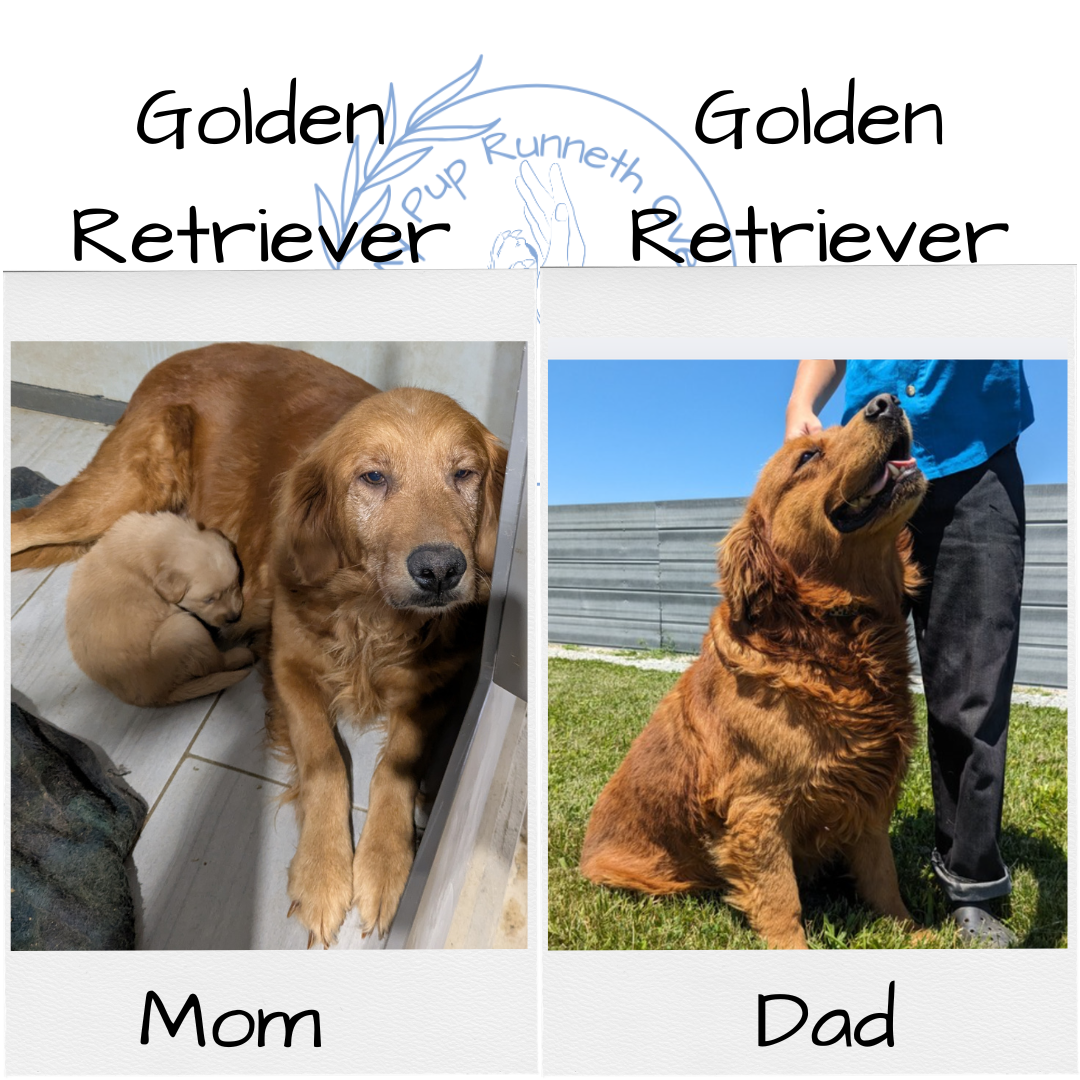 GOLDEN RETRIEVER (11/11) FEMALE