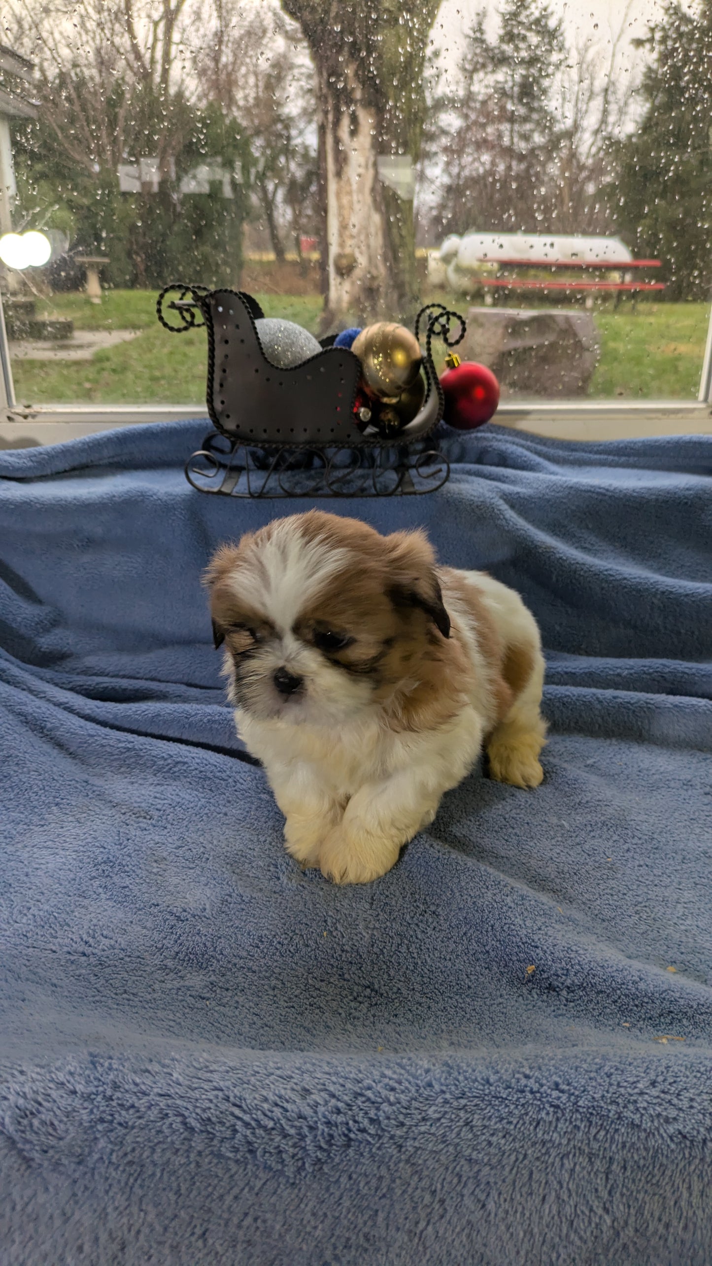 SHIH TZU (10/30) MALE