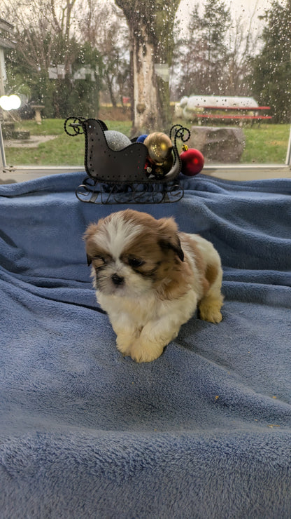 SHIH TZU (10/30) MALE