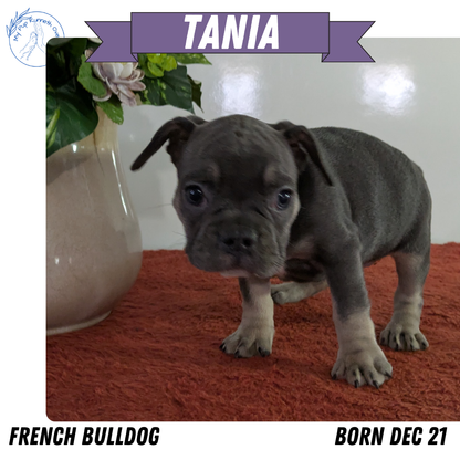 FRENCH BULLDOG (12/21) FEMALE