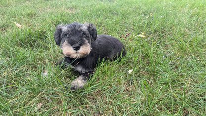 MINI SCHNAUZER (07/15) FEMALE