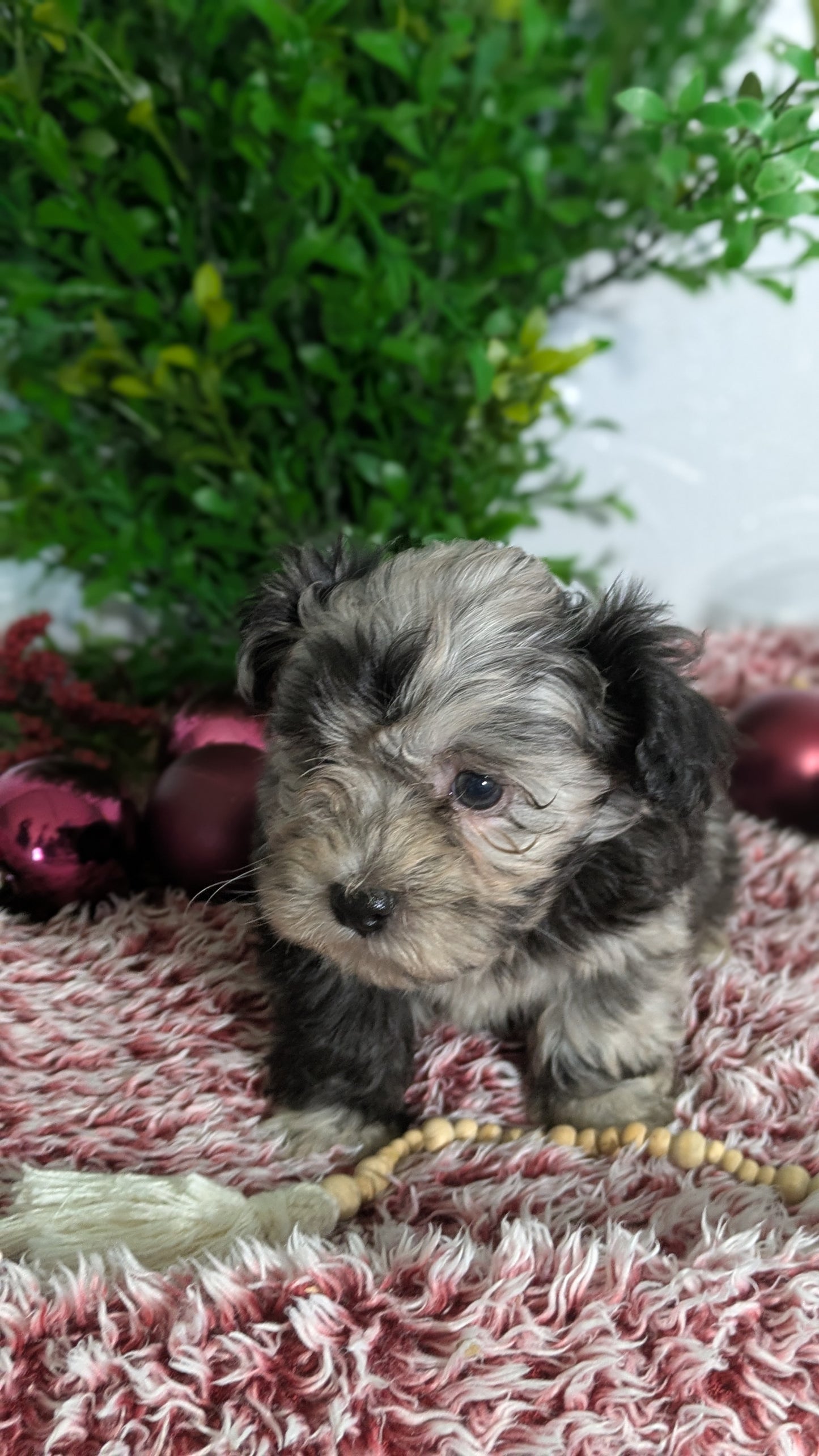 SHIHPOO (10/27) MALE