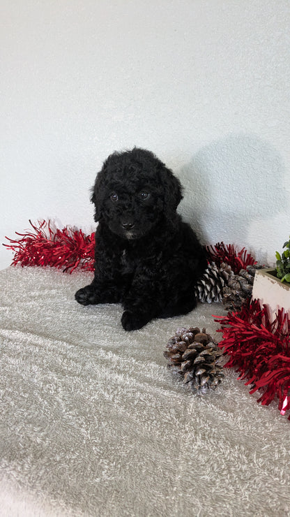 MINI BERNEDOODLE (10/14) FEMALE