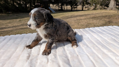 MINI BERNEDOODLE (02/03) MALE