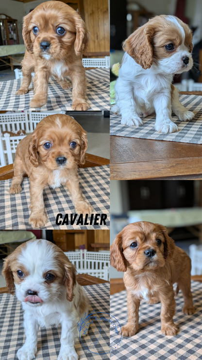 CAVALIER (12/26) MALE