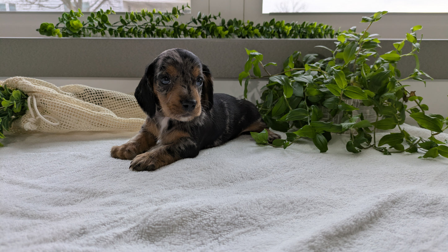 MINI DACHSHUND (01/27) MALE