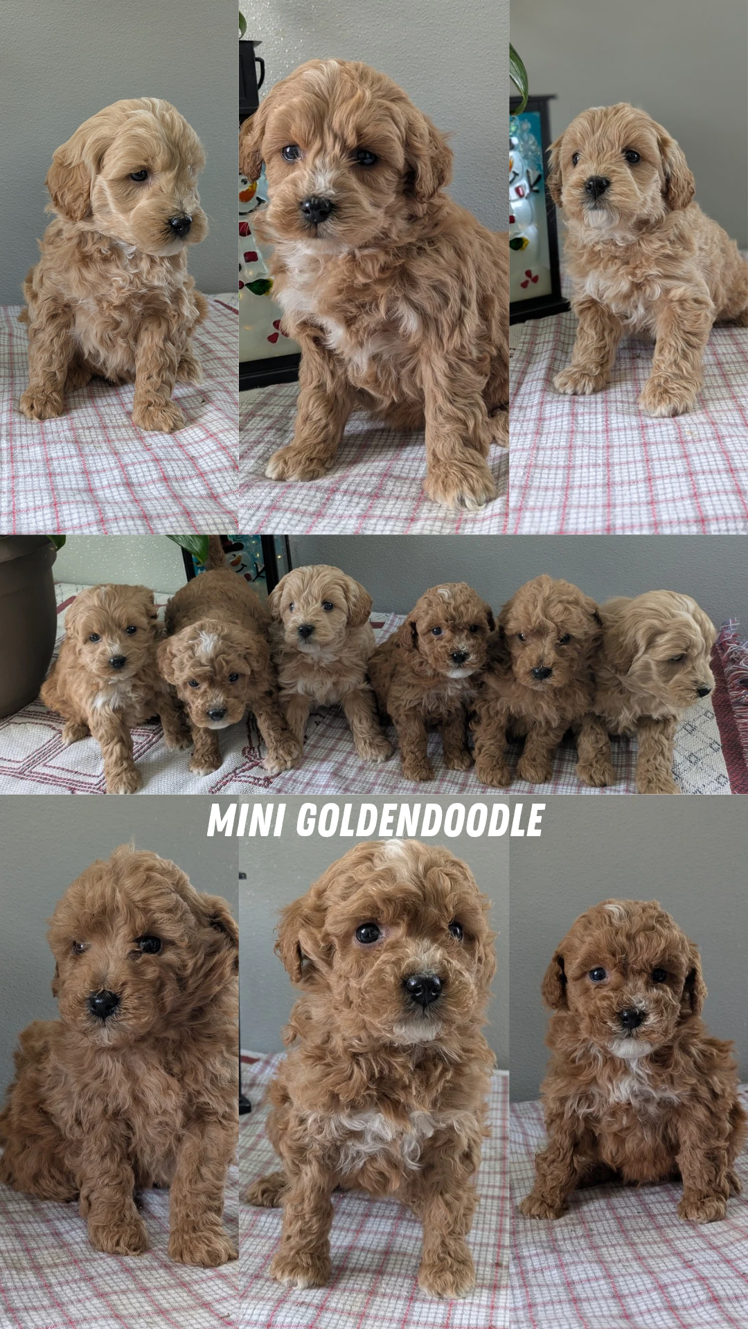 MINI GOLDENDOODLE (12/09) MALE