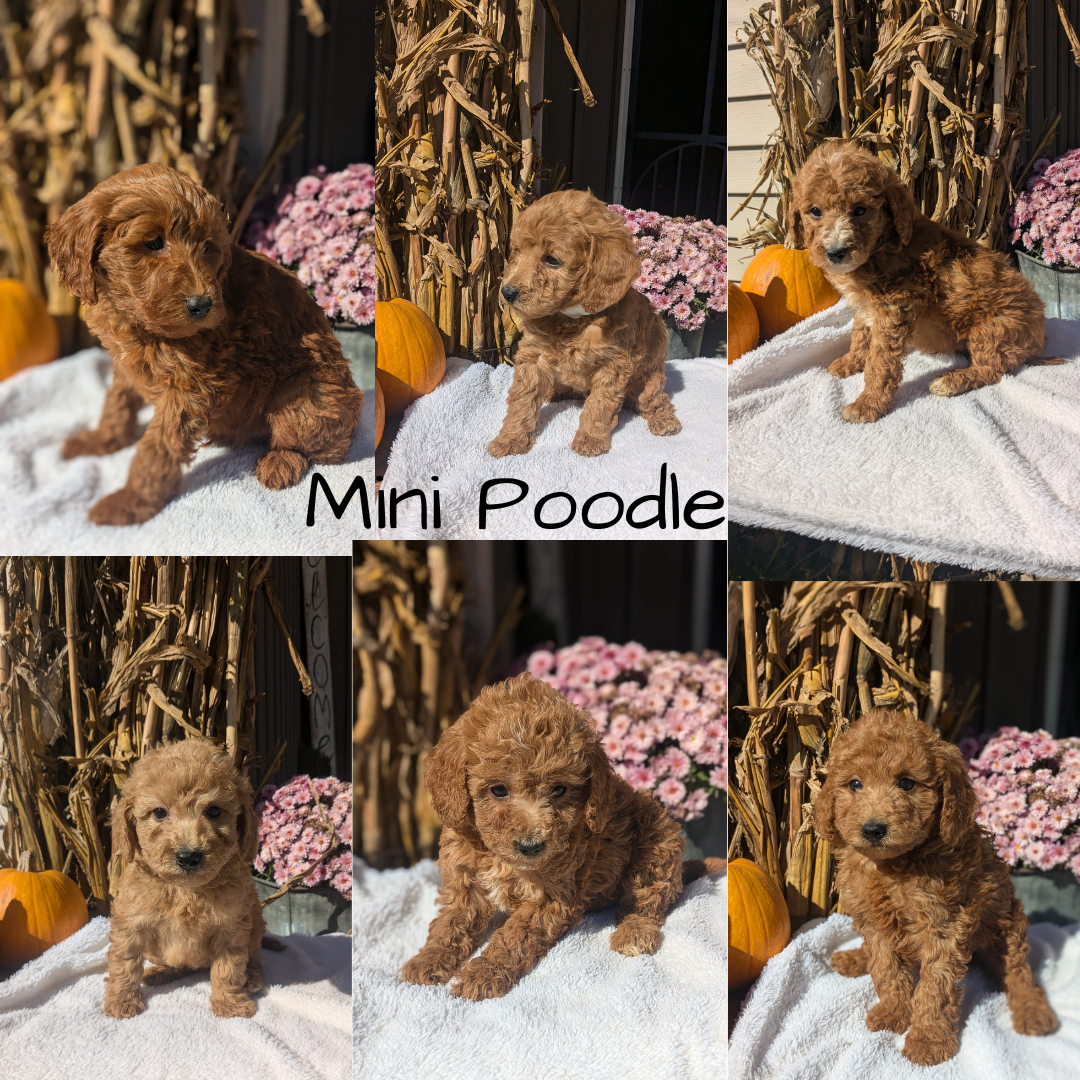 MINI POODLE (08/20) MALE