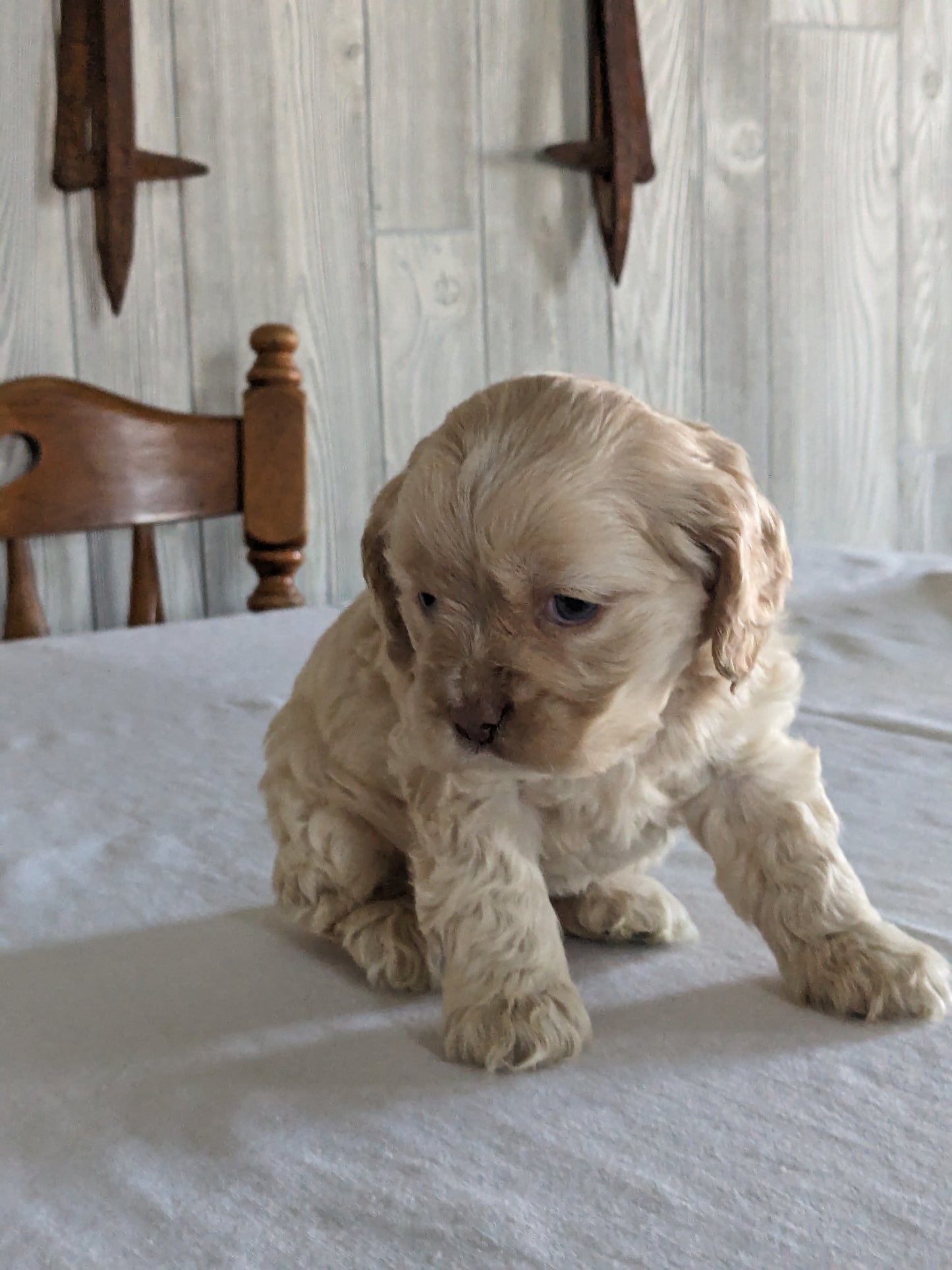 COCKER SPANIEL (12/29/23) FEMALE