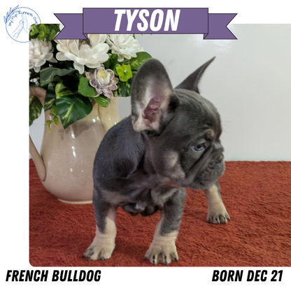 FRENCH BULLDOG (12/21) MALE