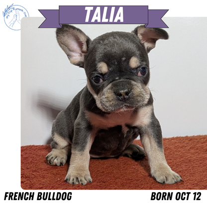 FRENCH BULLDOG (12/21) FEMALE