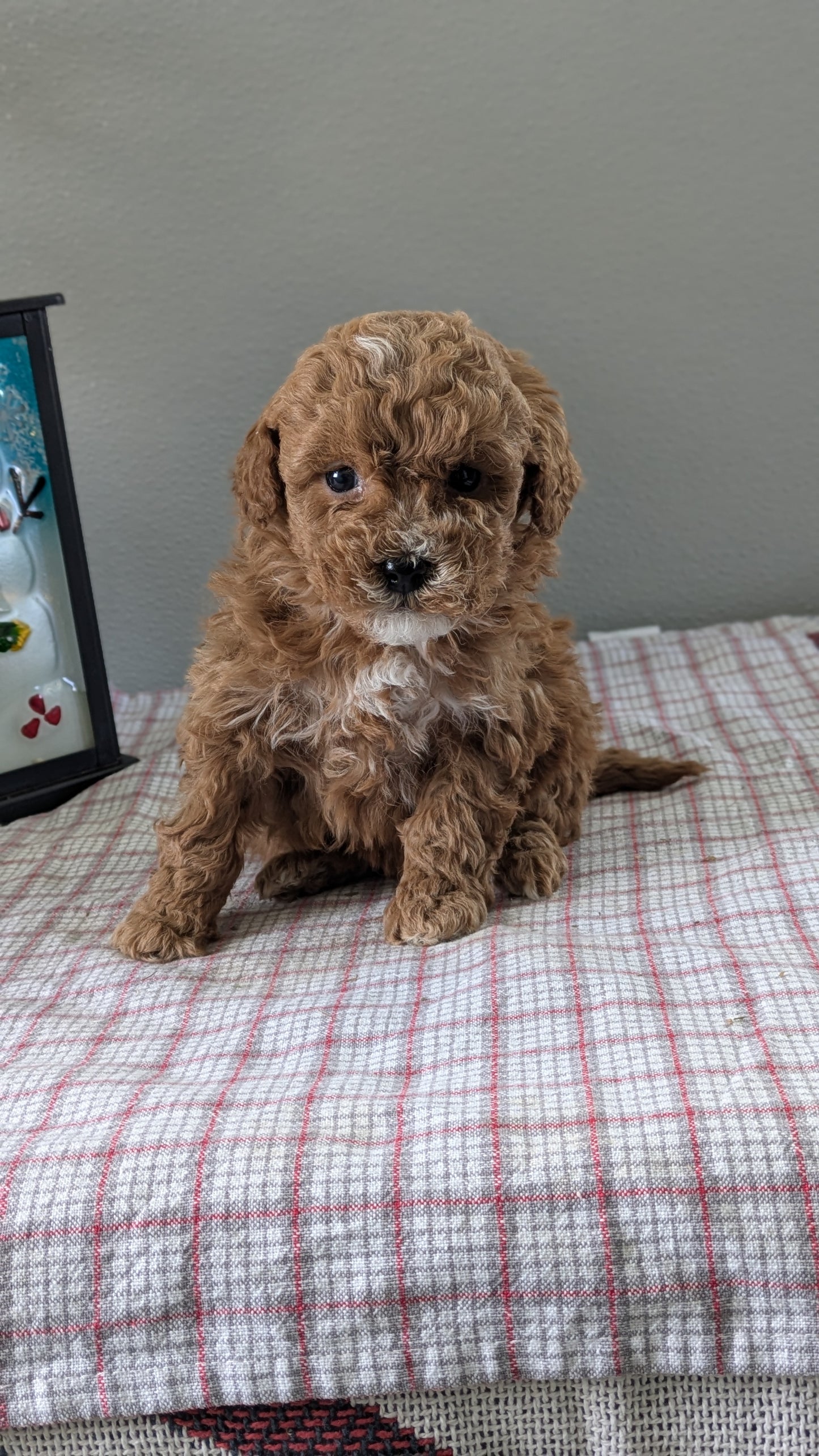 MINI GOLDENDOODLE (12/09) MALE