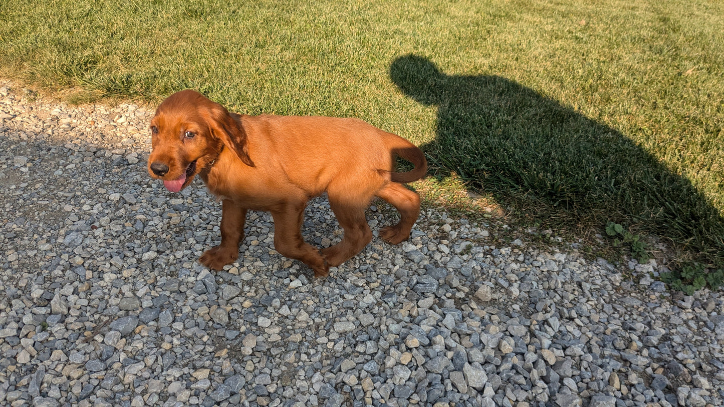 IRISH SETTER (07/20) MALE