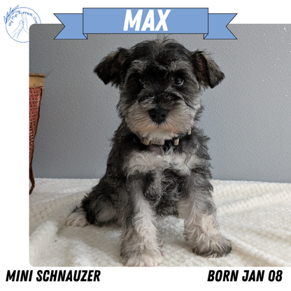 MINI SCHNAUZER (01/08) MALE