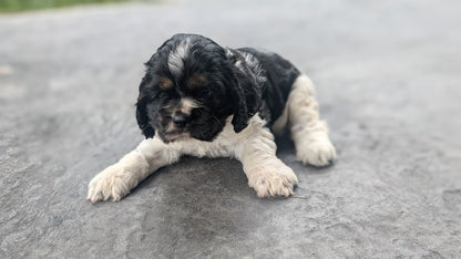 COCKER SPANIEL (05/30) FEMALE