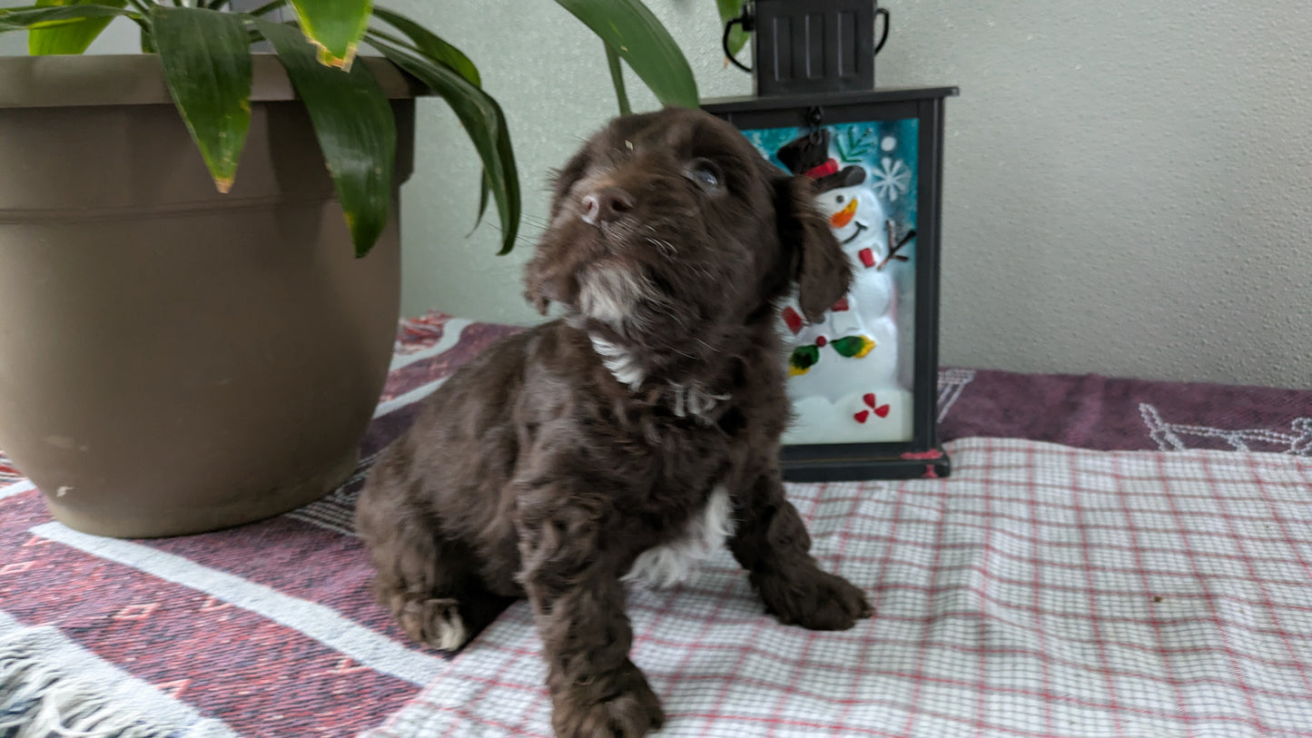 MINI LABRADOODLE (11/26) MALE