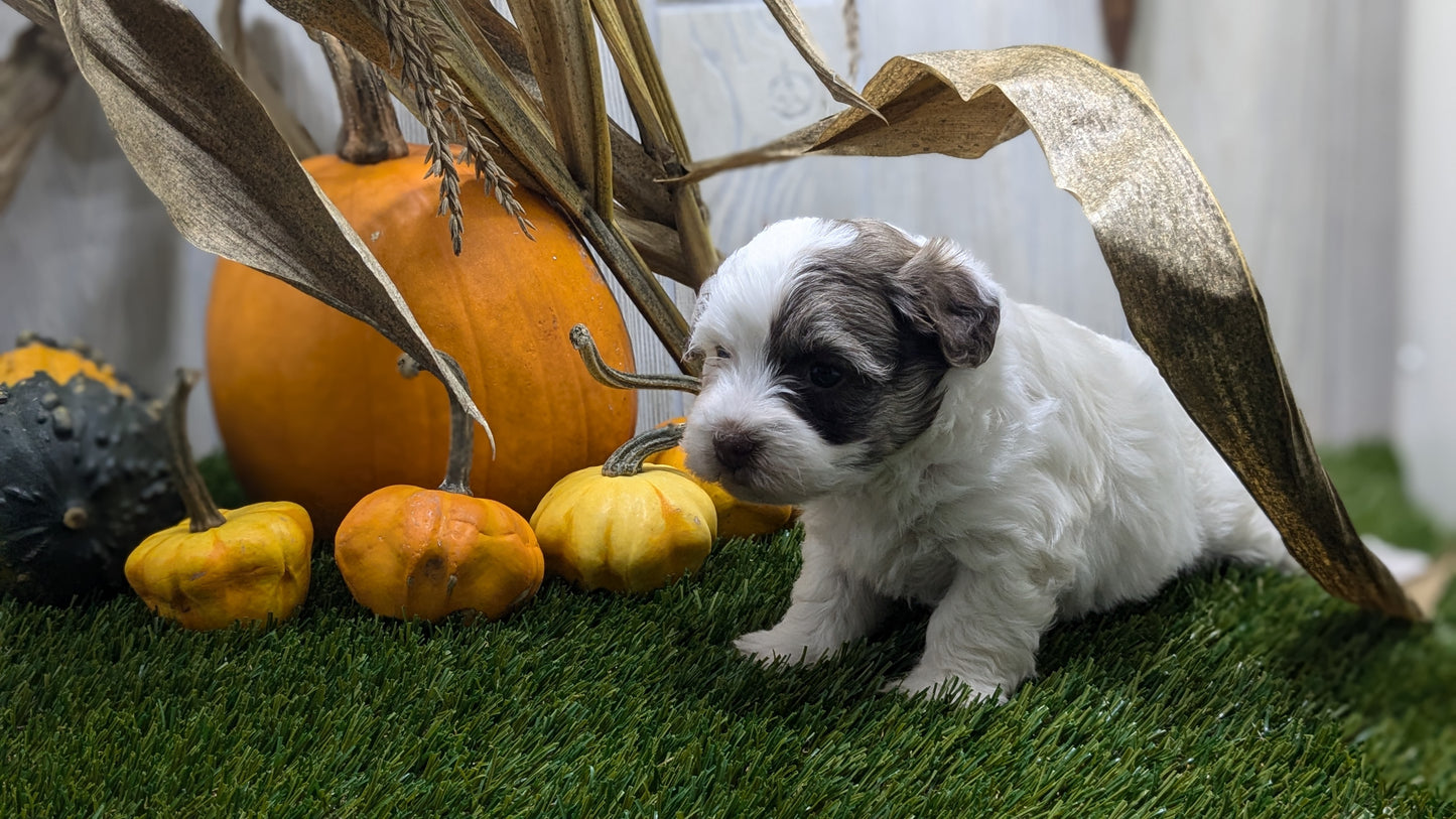 HAVANESE (08/23) MALE