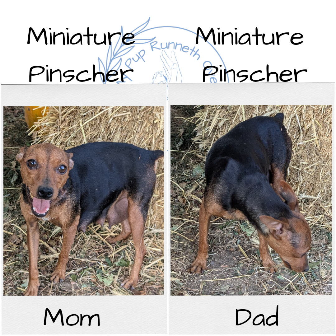 MINI PINSCHER (08/25) FEMALE