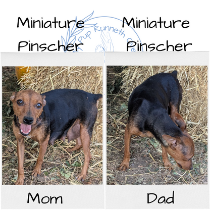 MINI PINSCHER (08/25) FEMALE