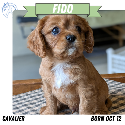 CAVALIER (12/26) MALE