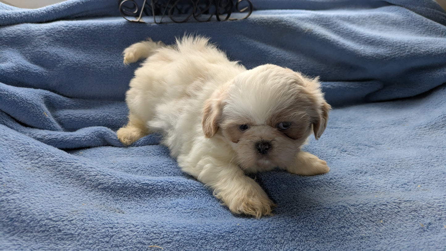 SHIH TZU (10/28) FEMALE